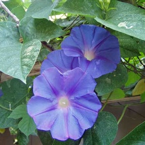 Ipomoea purpurea | Purple or Tall Morning Glory | 10 Seeds image 5