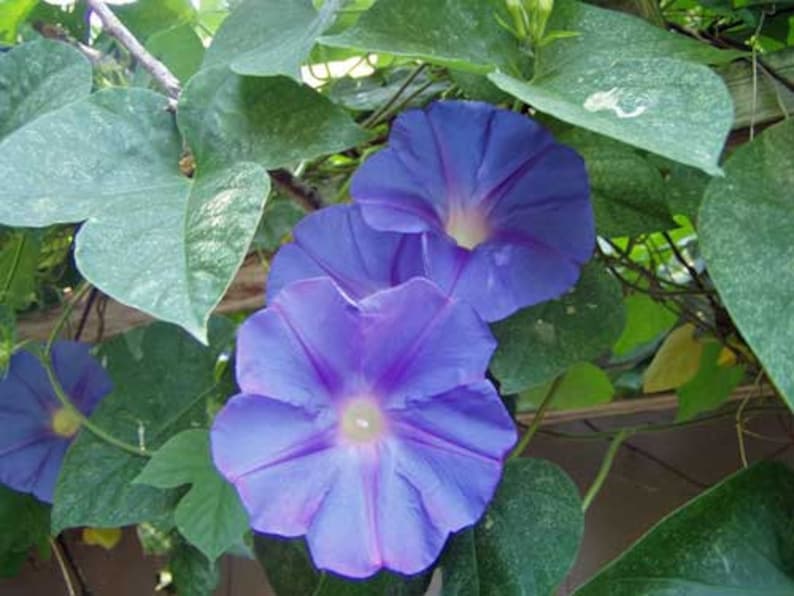 Ipomoea purpurea | Purple or Tall Morning Glory | 10 Seeds image 5