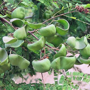 drumstick plants for sale Drumstick Tree