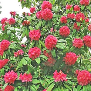 Rhododendron arboreum | Tree Rhododendron | 150 Seeds