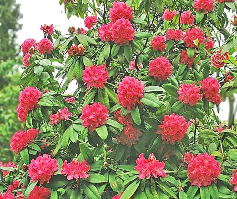 rhododendron hybride germania Rhododendron Hybrid Germania 45 Litre Pot 110cm Wide — Grasslands Nursery main image 0