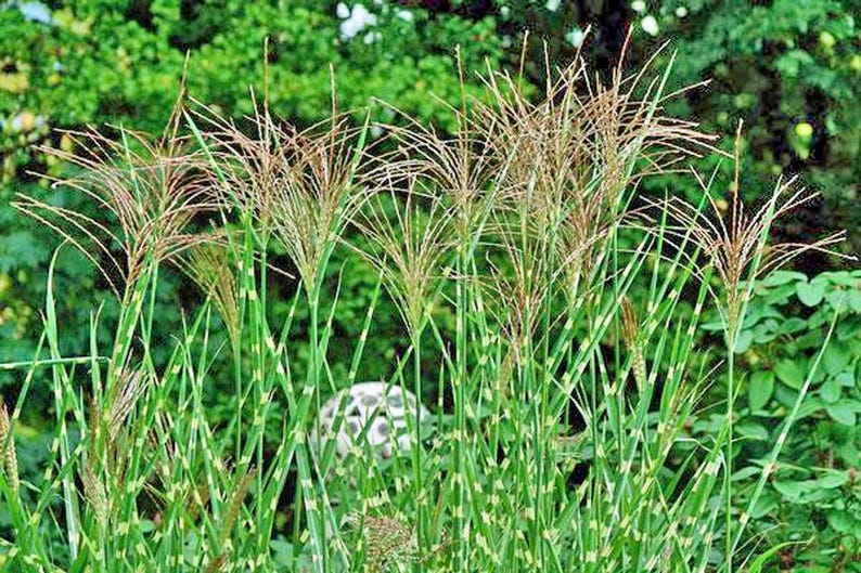 PlantFlowerSeeds Miscanthus sinensis Zebrinus