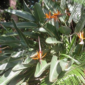 Strelitzia reginae Bird of Paradise Crane Flower 10 Seeds image 2