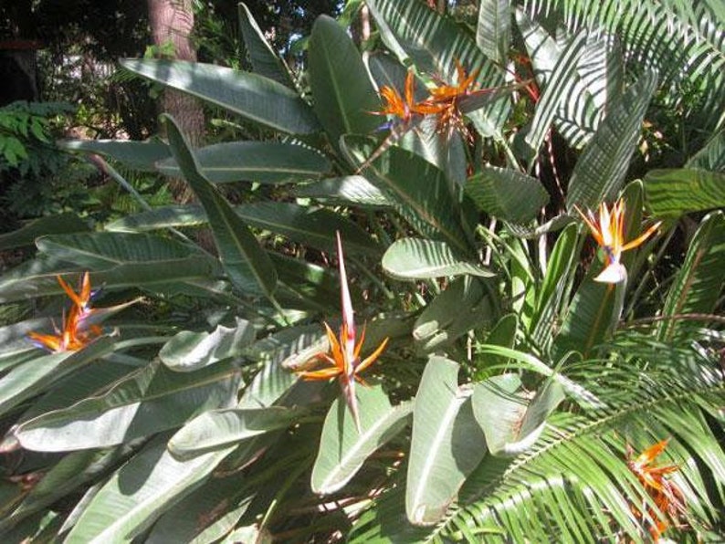 Strelitzia reginae Bird of Paradise Crane Flower 10 Seeds image 2