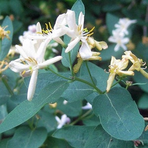 Lonicera xylosteum Dwarf or Fly Honeysuckle 25 Seeds image 7