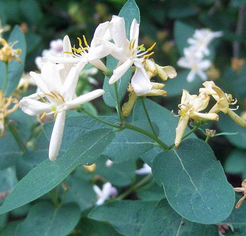 Lonicera xylosteum Dwarf or Fly Honeysuckle 25 Seeds image 7