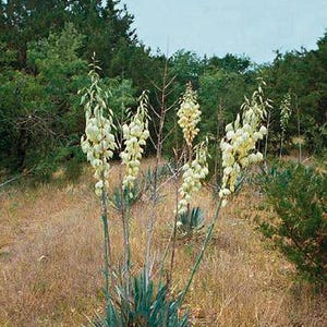 Yucca pallida | Twist-Leaf Yucca | 10 Seeds