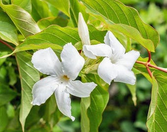 Mandevilla Laxa | Chilean Jasmine | White Star | 5 Seeds - Etsy