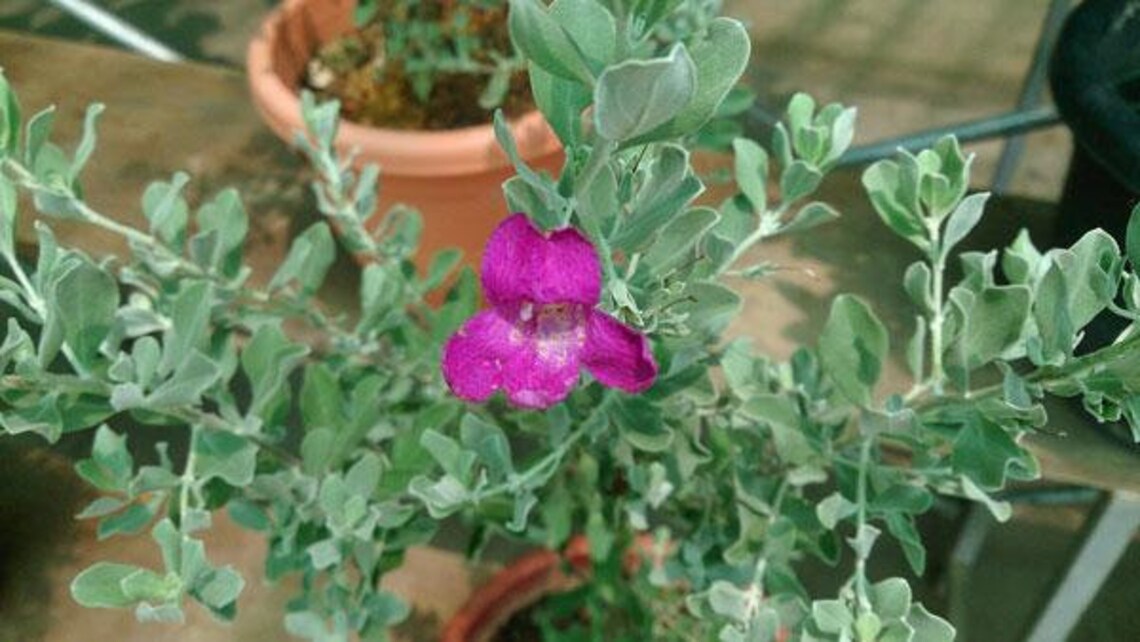 Leucophylium Frutescens Texas Ranger Barometer Bush 10 Etsy