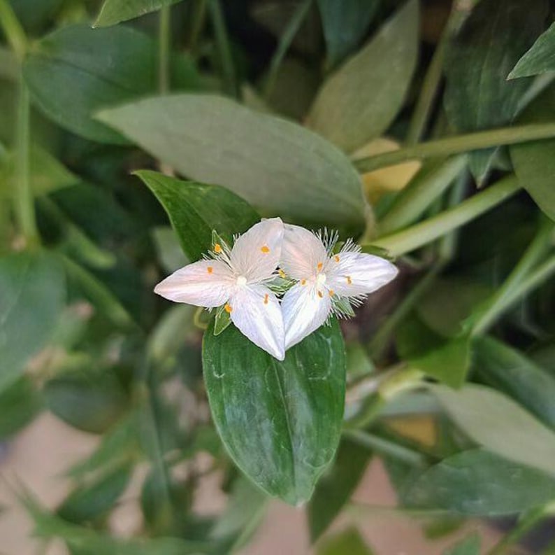 Tradescantia Fluminensis | Small-leaf Spiderwort | 10 Seeds - Etsy