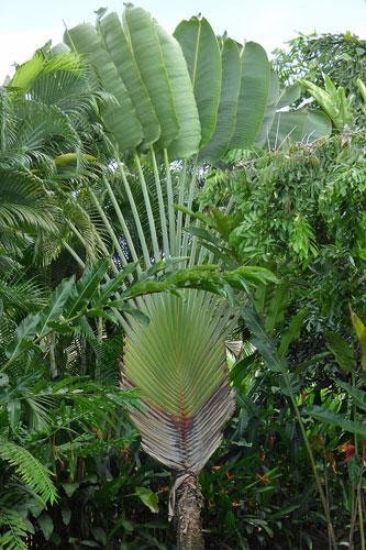 Ravenala Madagascariensis, Traveller's Palm – Greentize