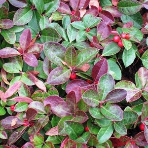 Gaultheria procumbens American Wintergreen Eastern Teaberry 50 Seeds image 5