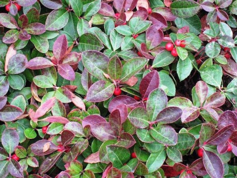 Gaultheria procumbens American Wintergreen Eastern Teaberry 50 Seeds image 5