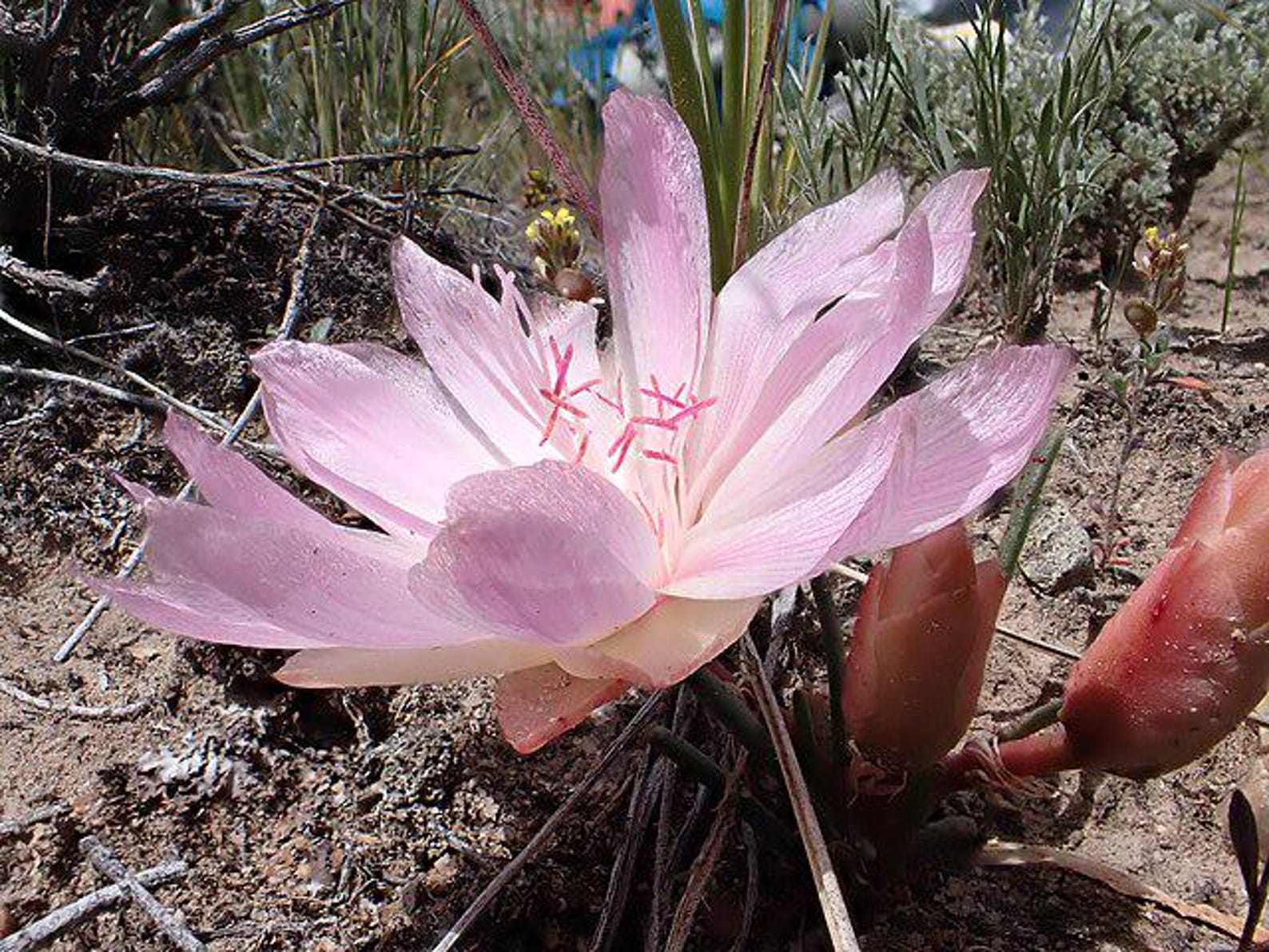 Lewisia Rediviva | Bitterroot | RARE | 5 Seeds - Etsy