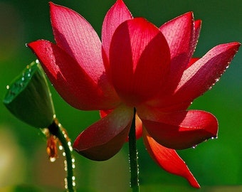 Nelumbo nucifer Red | Sacred Red Lotus | 5 Seeds