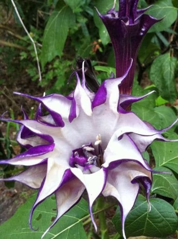 Datura metel Double Purple Horn of Plenty 10 Seeds - Etsy 日本