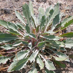 Oenothera caespitosa Fragrant, Tufted or White Evening-Primrose 10 Seeds image 3