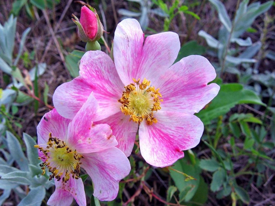 Rosa Arkansas | Wild Prarie Rose | 100 Seeds - Etsy