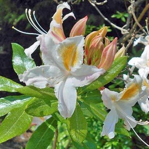 Rhododendron occidentale | Western Azalea | 50 Seeds