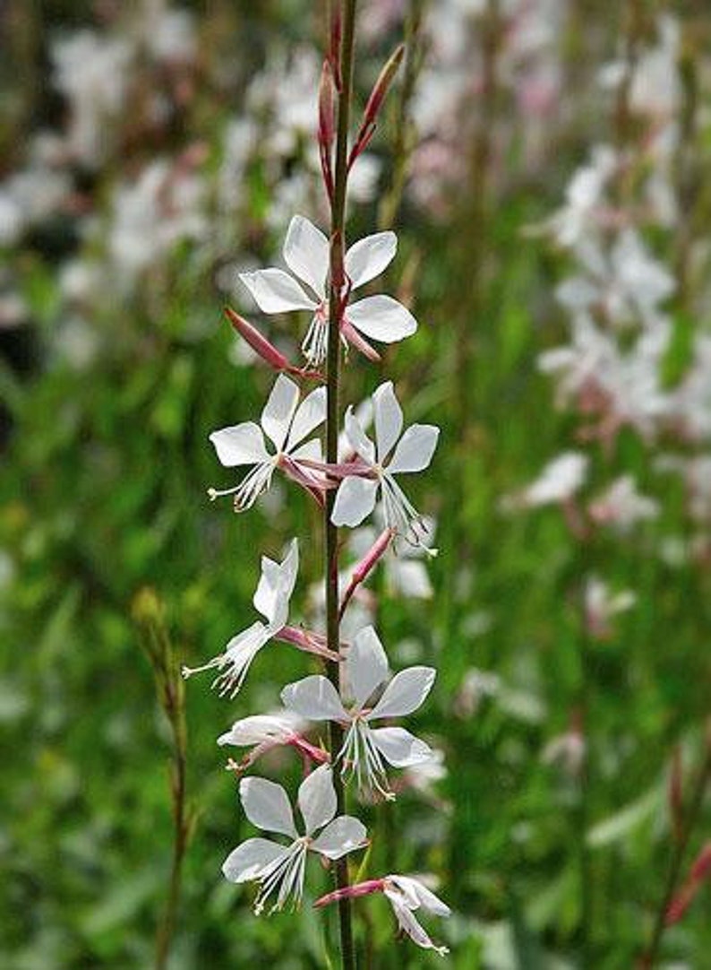 Oenothera lindheimeri | Lindheimers Beeblossom | White Gaura - Thumbnail 3