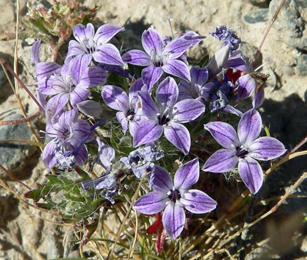 Langloisia Setosissima | Bristly Calico | Lilac Sunbonnet | 10