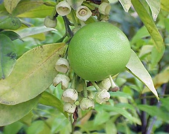 Citrus maxima | Pomelo | 10 Seeds