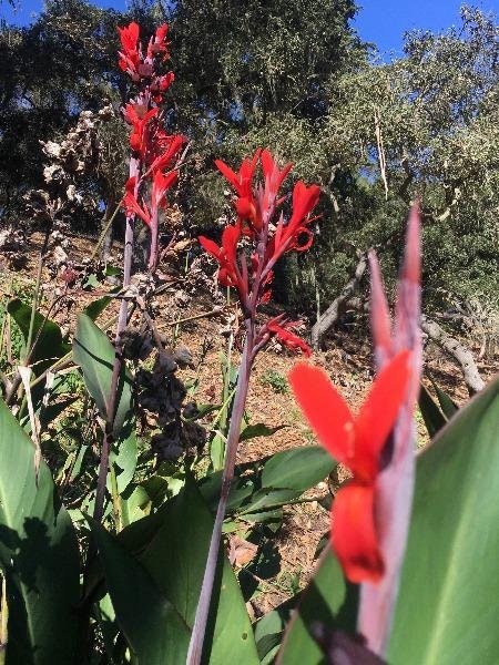 Red Canna Lily 10 Seeds | Tropical Edible Plant - Etsy