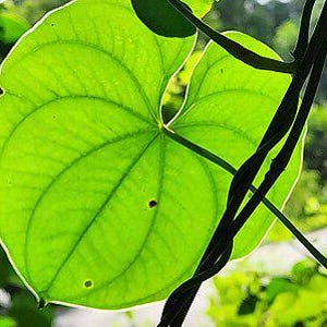 Dioscorea wallichii | Wallich&#39;s Wild Yam | 5 Seeds