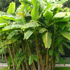 Musa yunnanensis | Yunnan Banana | Wild Forest Banana | 5 Seeds