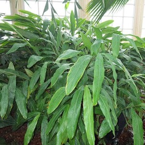 Op de afbeelding: Een grote groene plant met lange, smalle bladeren. De plant groeit in een pot en is omringd door andere planten.