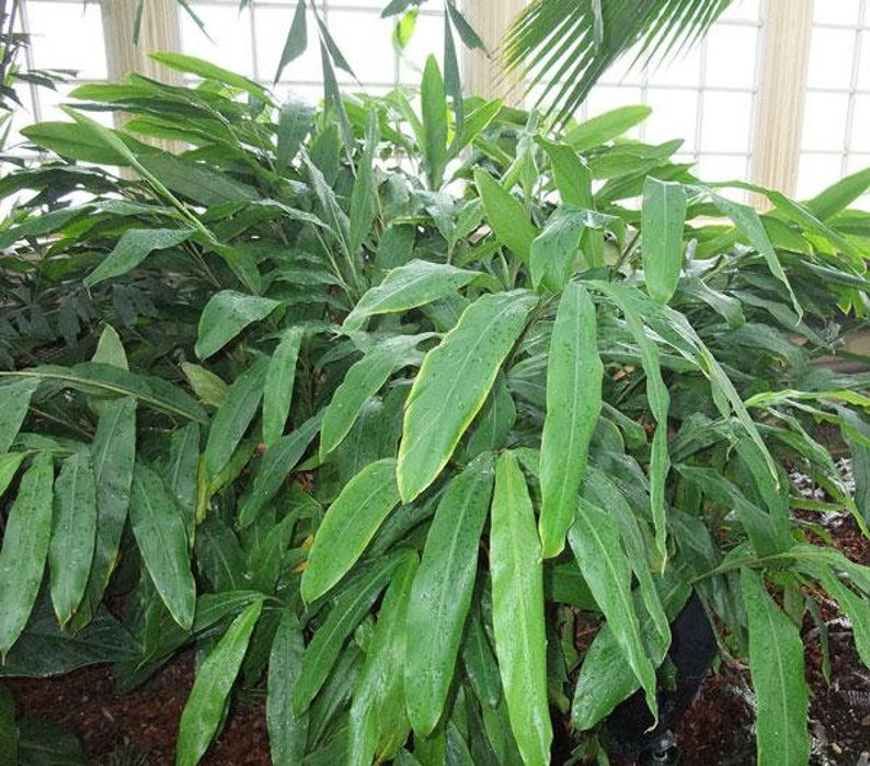Op de afbeelding: Een grote groene plant met lange, smalle bladeren. De plant groeit in een pot en is omringd door andere planten.