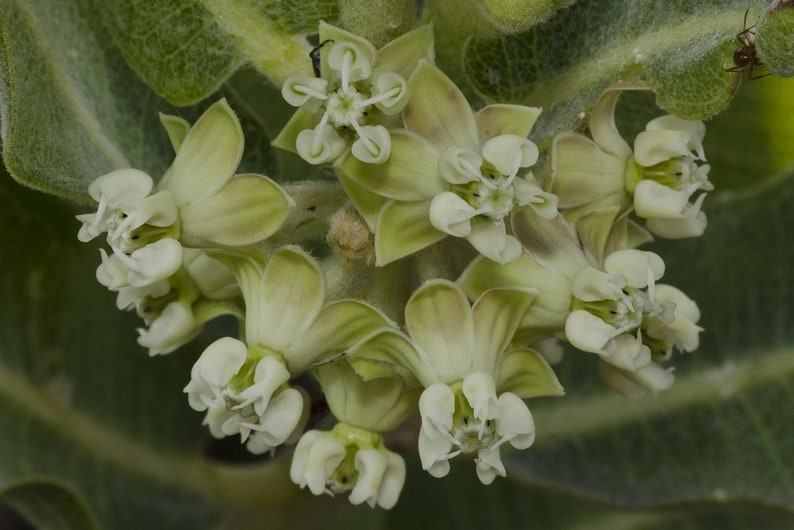 Asclepias arenaria l Western Sand Milkweed l 10 Seeds image 7