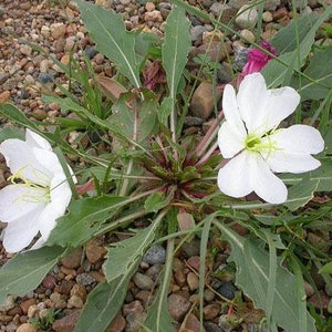 Oenothera caespitosa Fragrant, Tufted or White Evening-Primrose 10 Seeds image 6