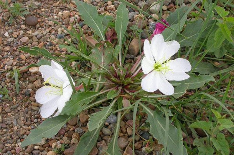 Oenothera caespitosa Fragrant, Tufted or White Evening-Primrose 10 Seeds image 6