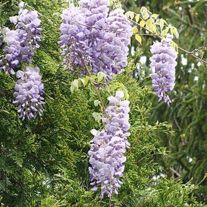 Wisteria frutescens | American Wisteria | 10 Seeds