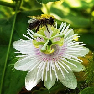 Passiflora foetida | Running Pop | Stinking Passion Flower | 20 Seeds