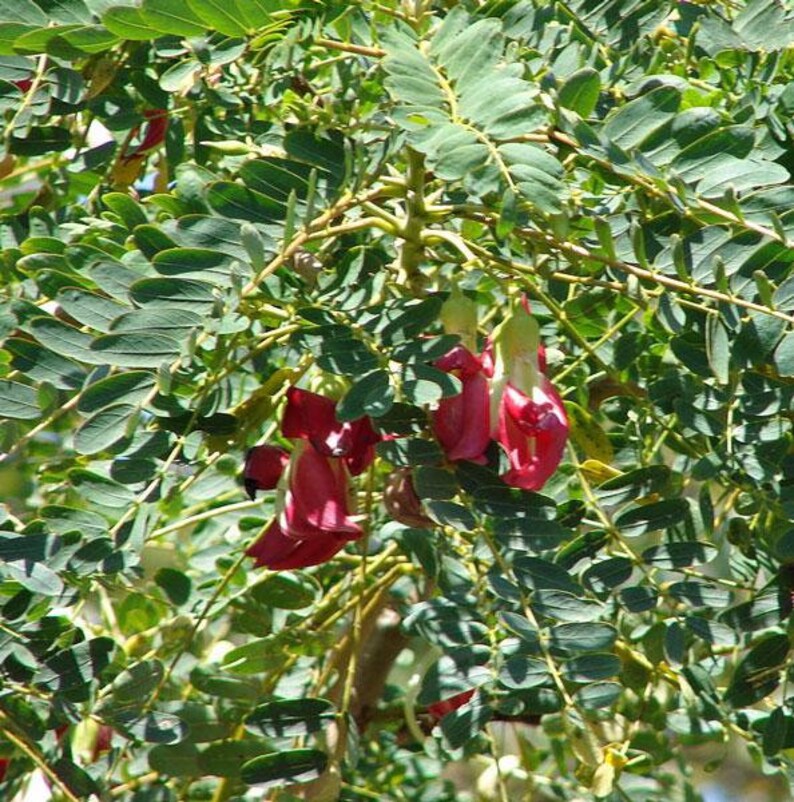 Sesbania grandiflora Baby Boots Vegetable Hummingbird 10 Seeds image 6