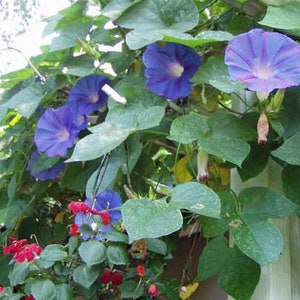 Ipomoea purpurea | Purple or Tall Morning Glory | 10 Seeds image 4