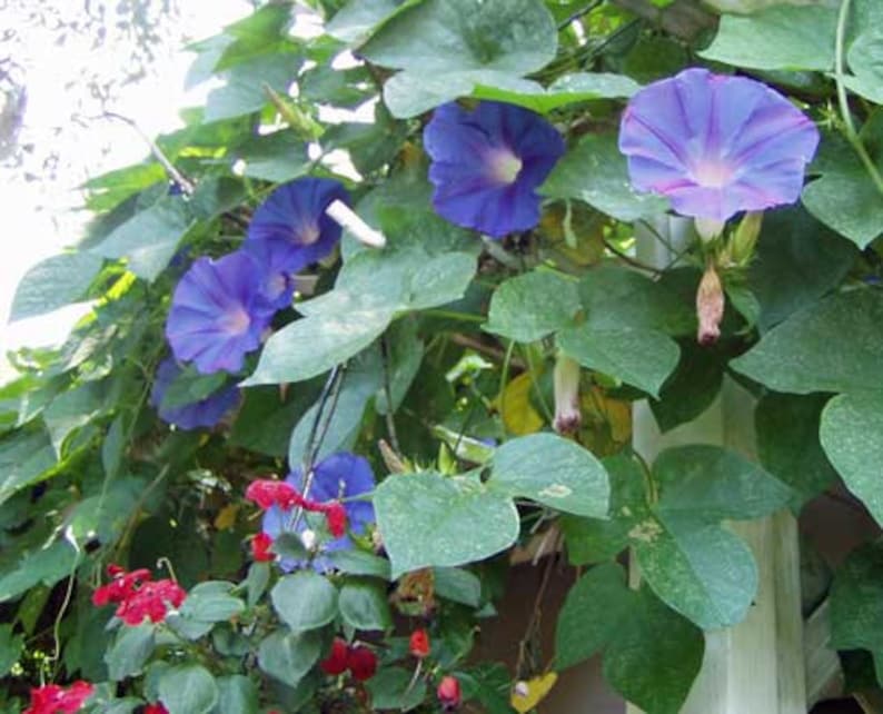 Ipomoea purpurea | Purple or Tall Morning Glory | 10 Seeds image 4