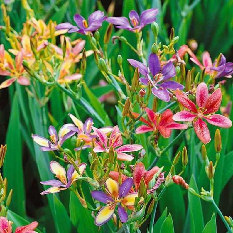 Pardancanda norrisii Dazzler Dwarf Candy Lily 10 Seeds image 1