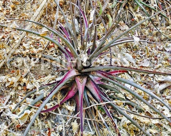 Hechtia michoacana | Michoacan Bromeliad | 10 Seeds