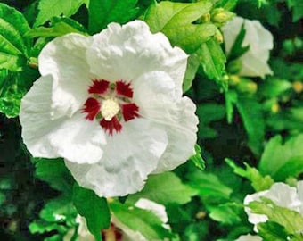 Madagascar Hibiscus Moscheutos Cuttings - 7 Starter Plants, Rose Of Sharon Mallow
