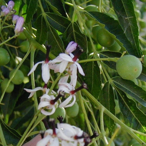 Melia azedarach | Chinaberry Tree |  Syringa Berry Tree | Cape Lilac | 10 Seeds