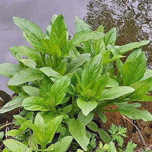 Scrophularia umbrosa Water Betony Water Figwort 50 Seeds image 5