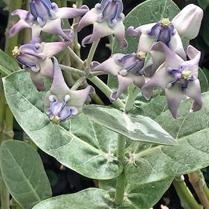 Calotropis gigantea | Crown Flower | Giant Milkweed | 10 Seeds