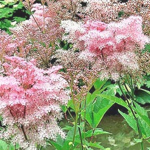 Filipendula rubra | Queen of the Prairie | 20 Seeds