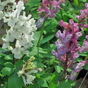 May include: Close-up of Corydalis flowers in bloom. The image features clusters of white and purple flowers with green foliage. The flowers have a delicate, layered appearance, with a mix of light and dark shades.