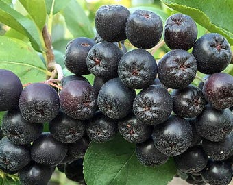 Aronia melanocarpa | Black Chokeberry | 100 Seeds