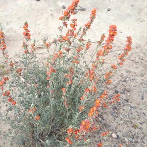 Sphaeralcea moorei | Moore’s Globemallow | 10 Seeds