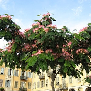 Albizia julibrissin | Mimosa Tree | Persian Silk Tree | 10 Seeds